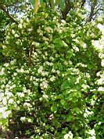 Viburnum dilatatum (fam Caprifoliacees) (Japon) (1) (Photo F. Mrugala)